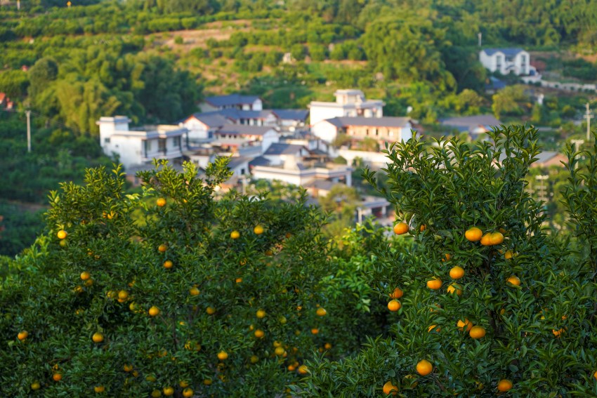 柑橘產(chǎn)業(yè)園。青神縣委宣傳部供圖